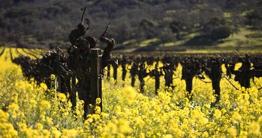 Stonehedge Winery Image
