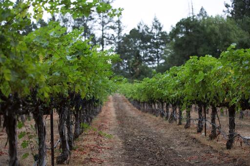Snowden Vineyards Image