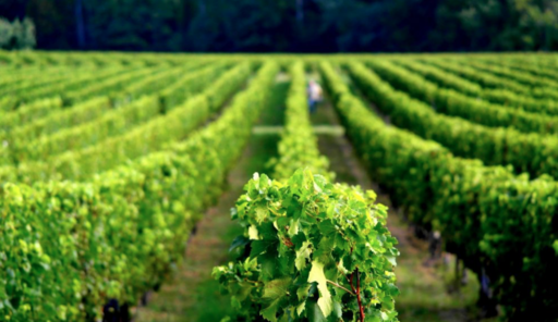 Château Bellevue Figeac Image