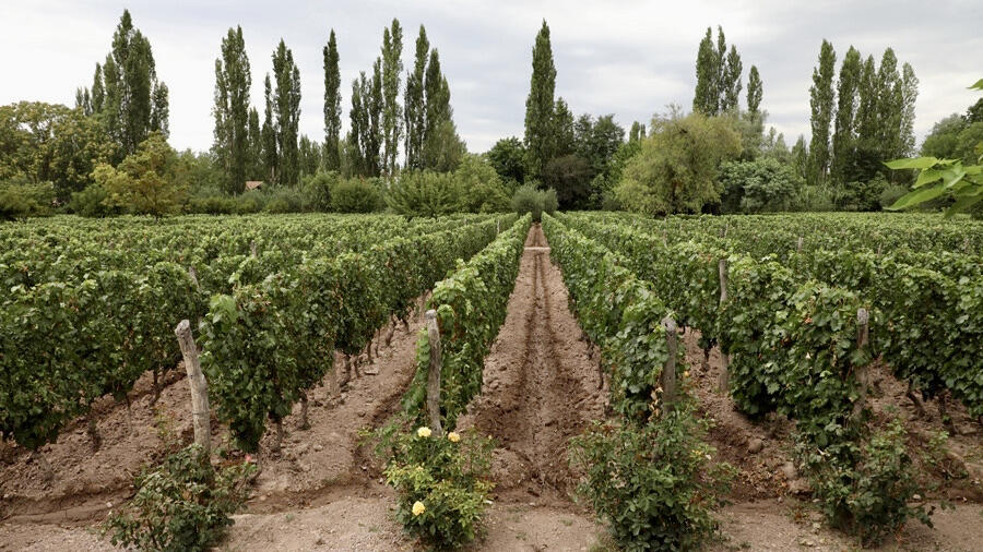 Adalgisa Wines Cover Image