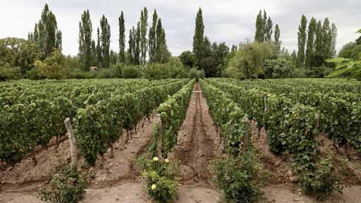 Adalgisa Wines Image