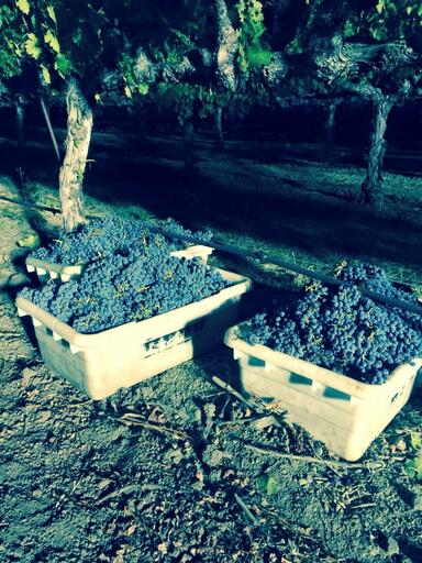 Carter Cellars Image