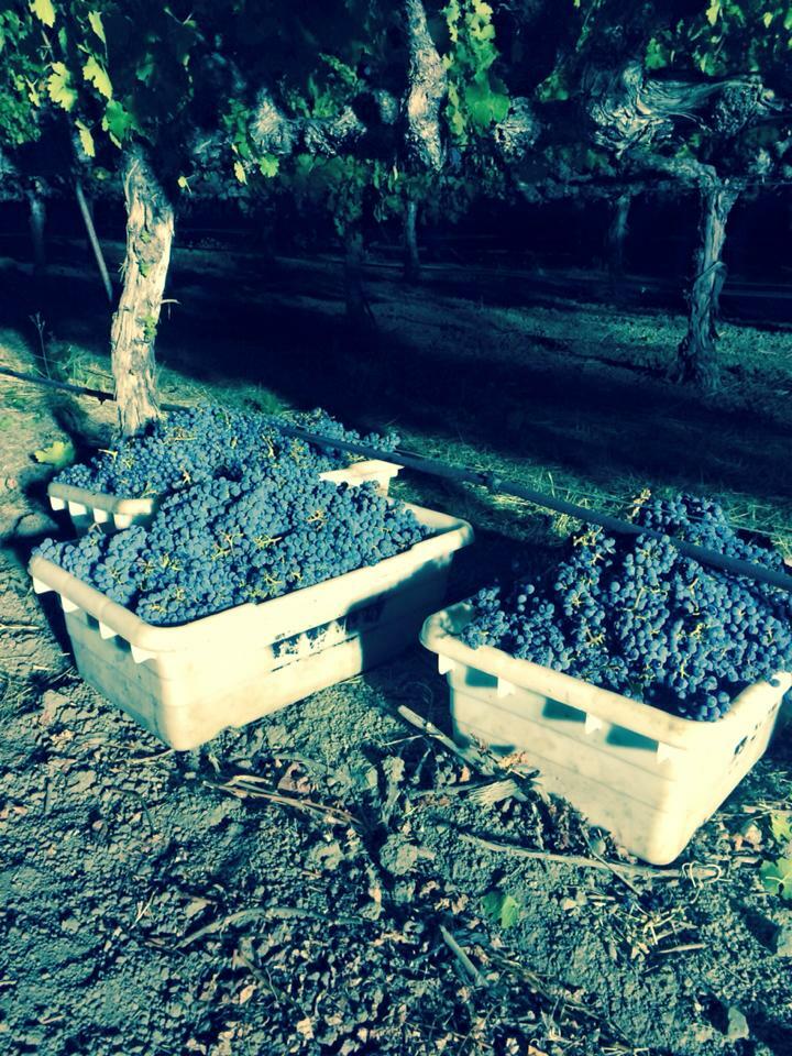 Carter Cellars Cover Image