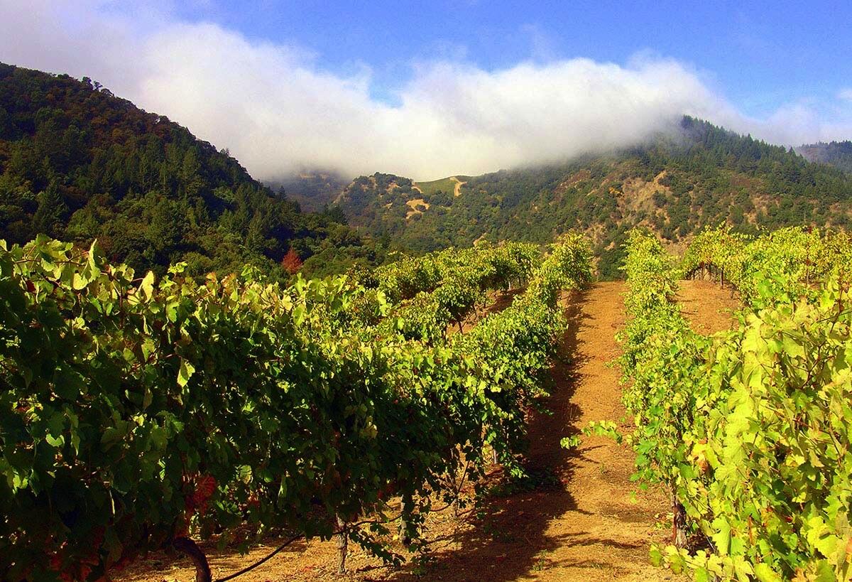 Marston Family Vineyard Cover Image