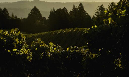 Bjorn Vineyards Image