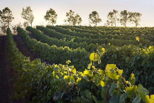 Gold Coast Vineyards Image