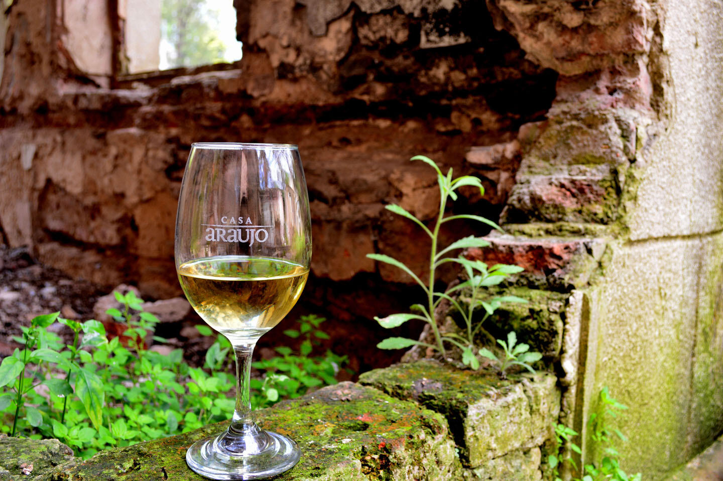 Bodega Araujo Cover Image