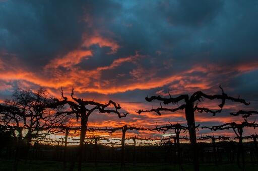 Cloak & Dagger Wines Image