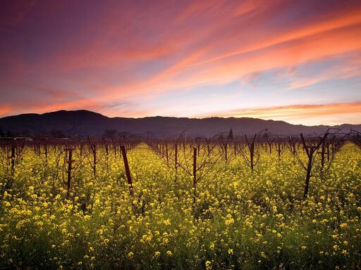 Courtesan Wines Image