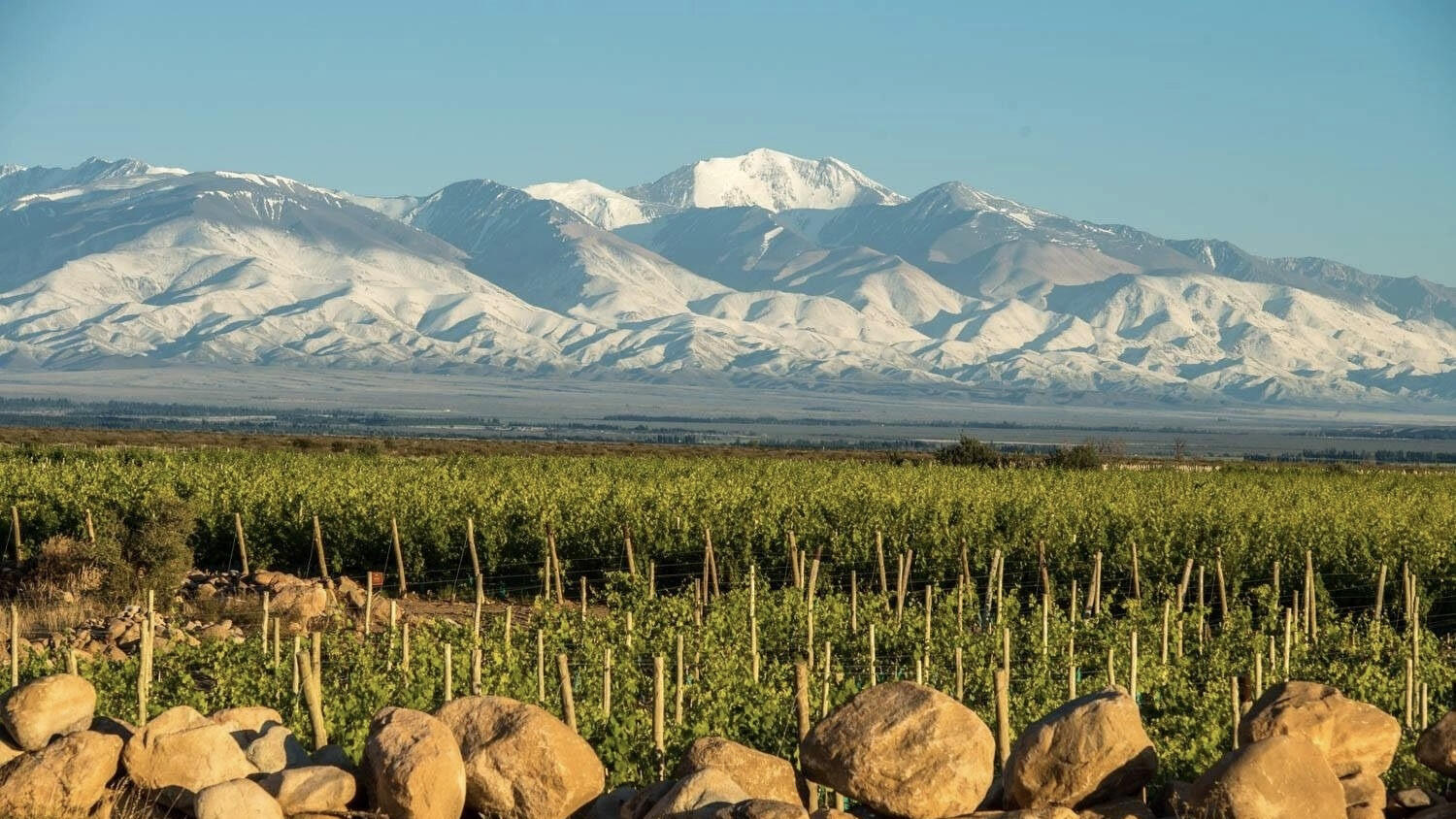 Leo Borsi Wines Cover Image
