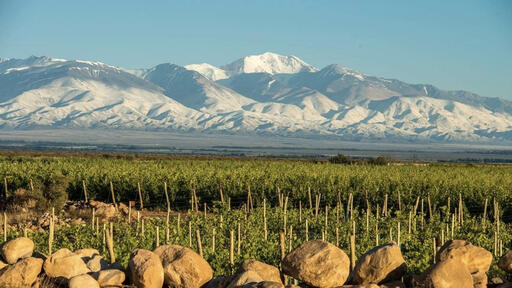 Leo Borsi Wines Image