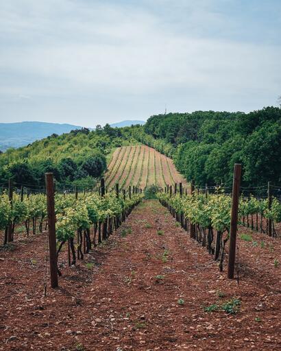 Quilt Wines Image