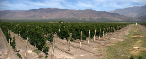 Bodega Amalia Image