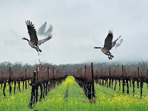 Goosecross Cellars Image