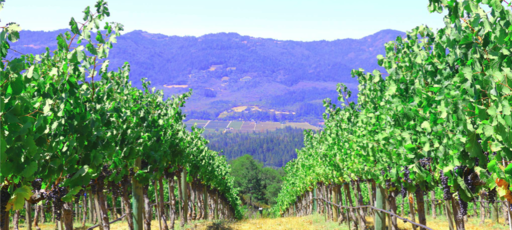 Hertelendy Vineyards Image