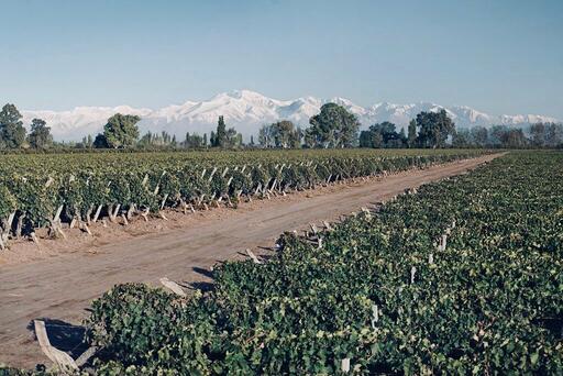 Bodega Crotta Image