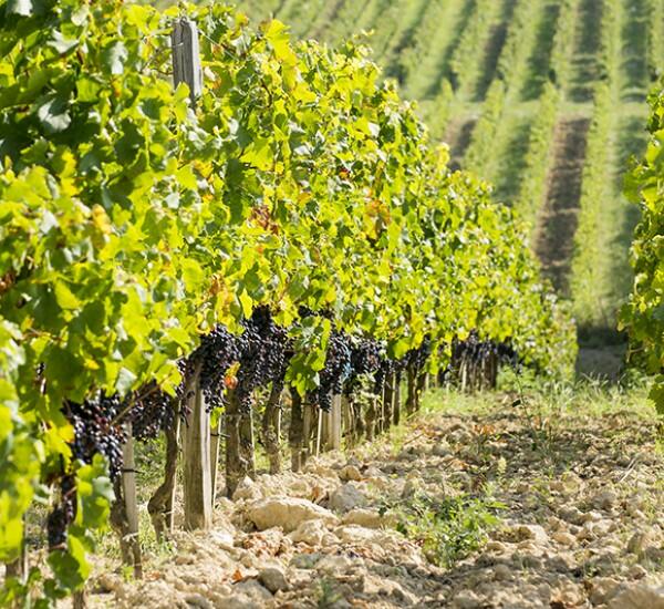 Vignobles Arbo Cover Image