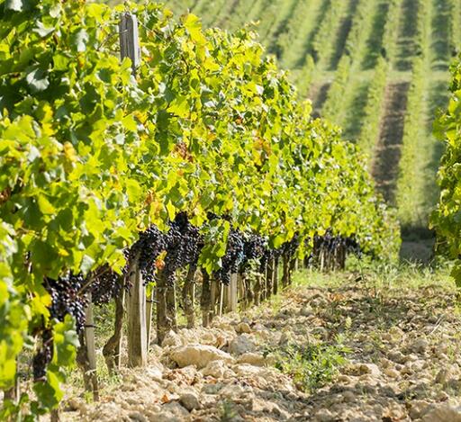 Vignobles Arbo Image