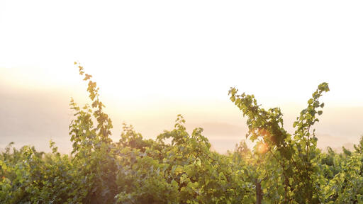 Mathew Bruno Wines Image