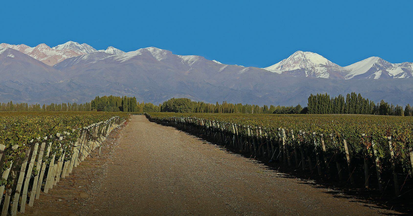 Clop Wines Cover Image