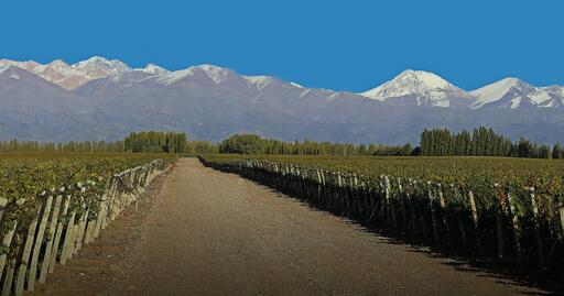 Clop Wines Image