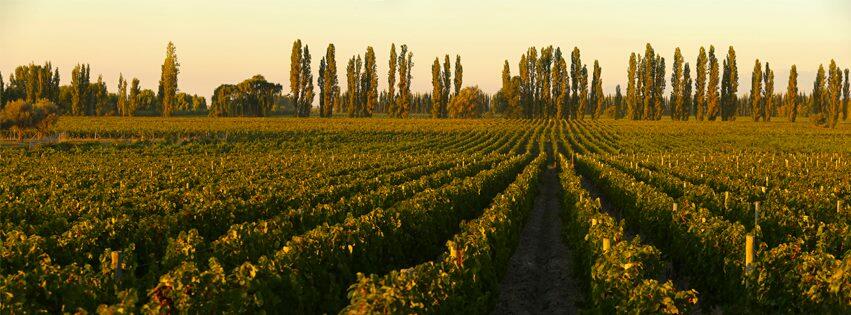 Bodega Sottano Cover Image