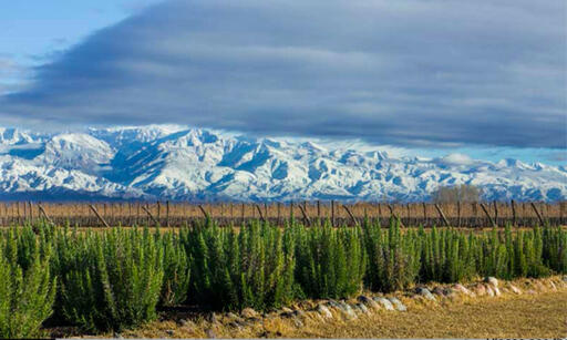 Luna Austral Vineyard Image