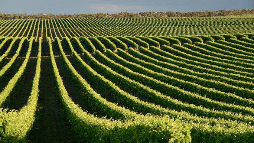 Abdushelishvili's Wine Cellar Cover Image