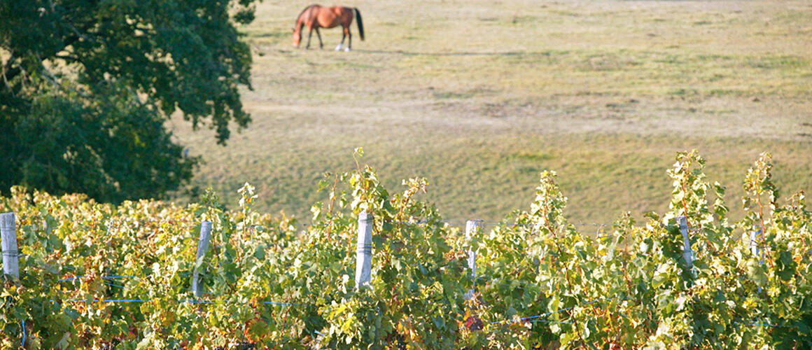 Château la Gontrie Cover Image