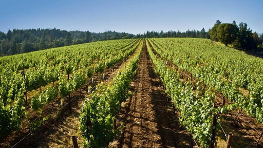 Provenance Vineyards Image