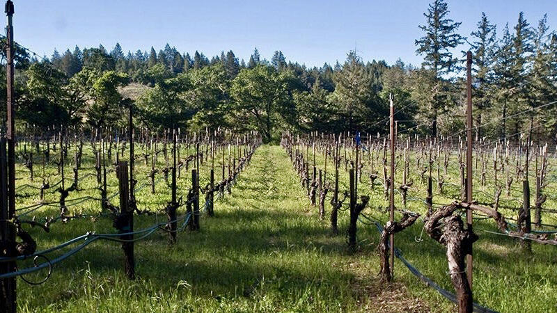 Dyer Vineyard Cover Image