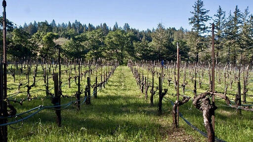 Dyer Vineyard Image