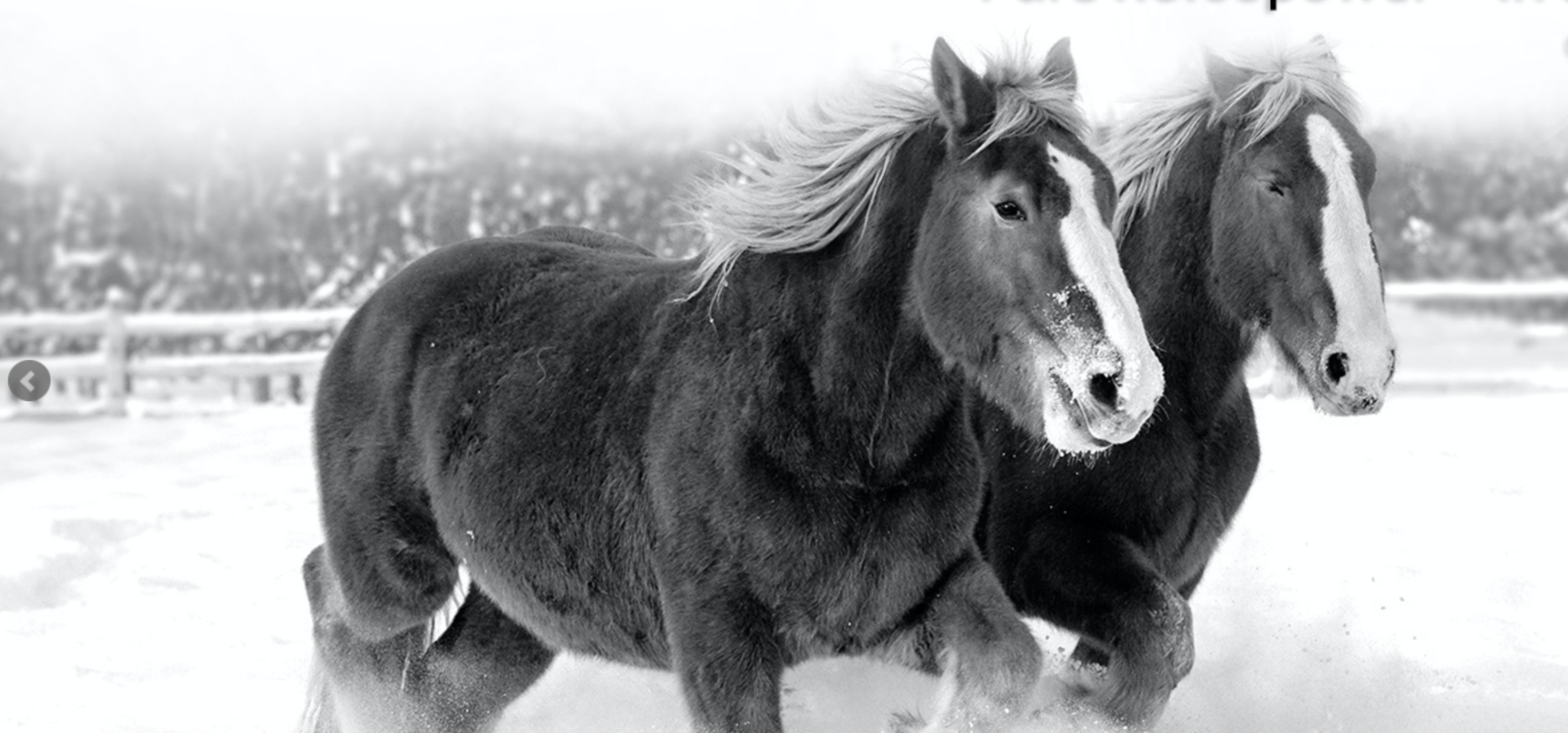 Horsepower Vineyards Cover Image