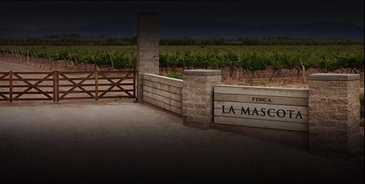 Mascota Vineyards Image