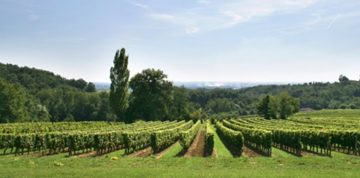 Château Malbat Image