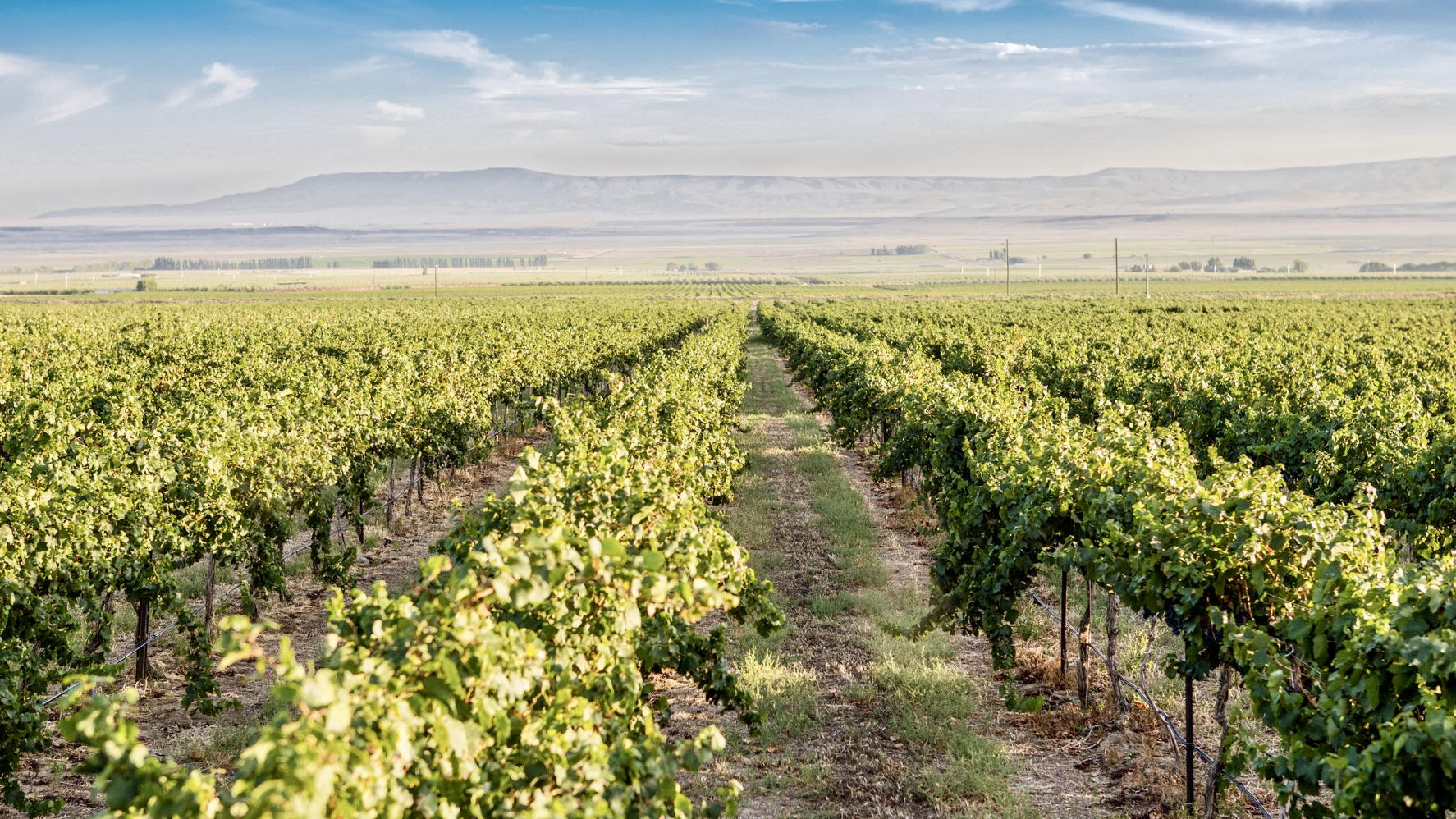 Barons Winery Cover Image