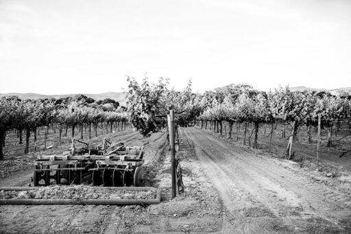 Hoopes Vineyard Image