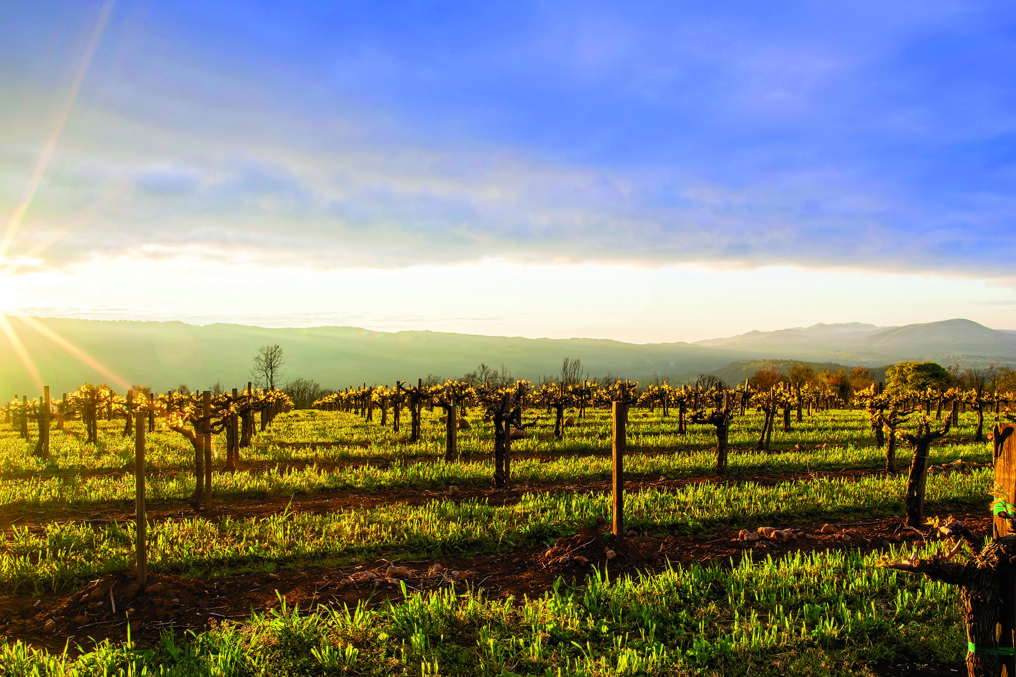 Caymus Vineyards Cover Image