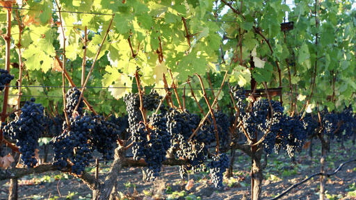 DoublePlus Wines Image