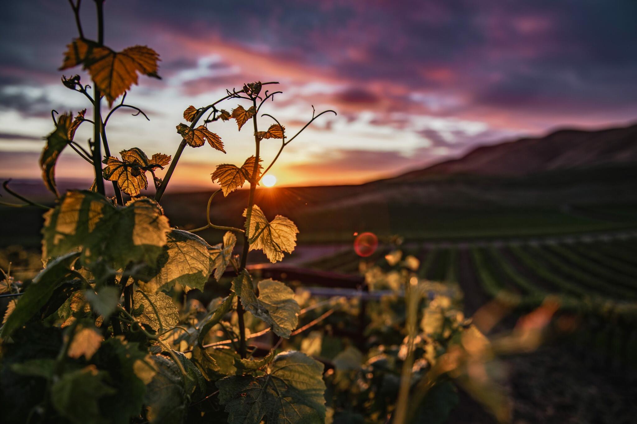 Indigo Eyes Wines Cover Image