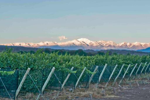 Gauchezco Vineyard & Winery Image