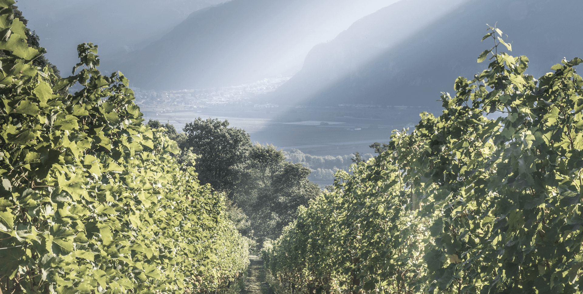 Schenk Wine Group Cover Image