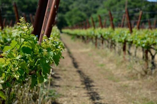 FARM Napa Valley Image