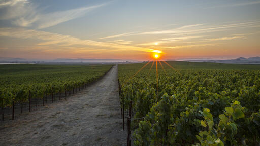 Rombauer Vineyards Image