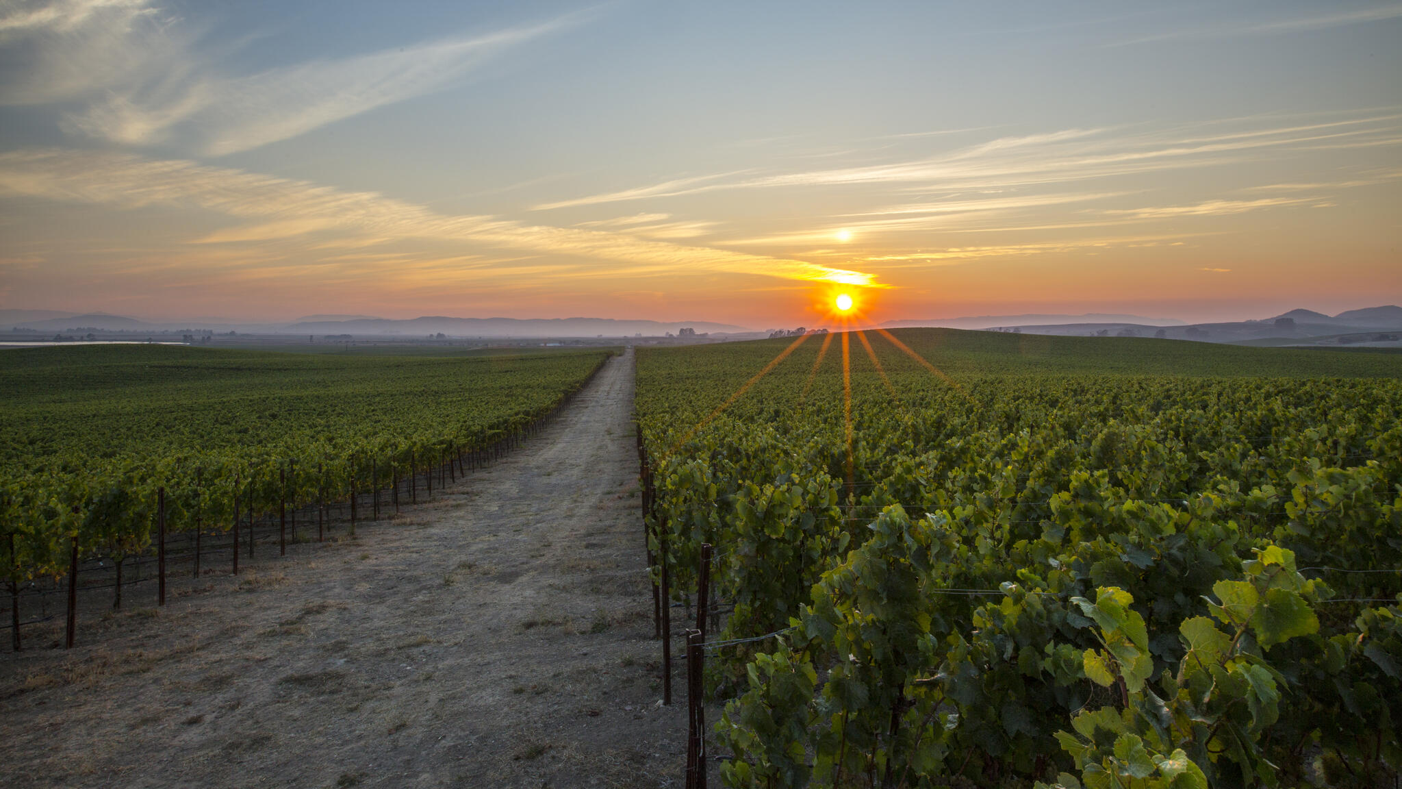 Rombauer Vineyards Cover Image