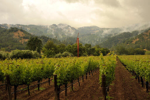 Eisele Vineyard Image