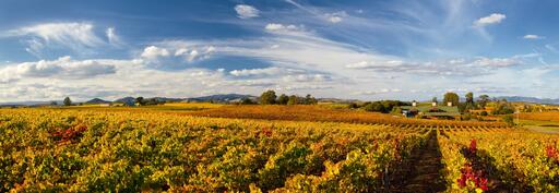 Bouchaine Vineyards Image