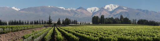 Falasco Wines Image