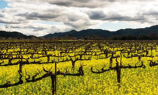Vine Cliff Winery Image