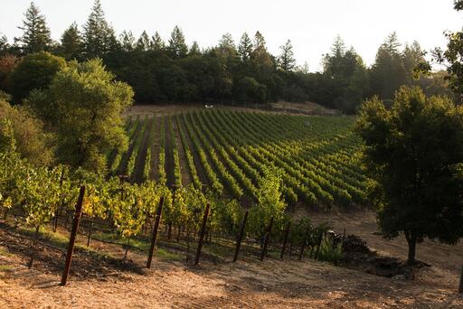 Knighton Family Vineyards Image